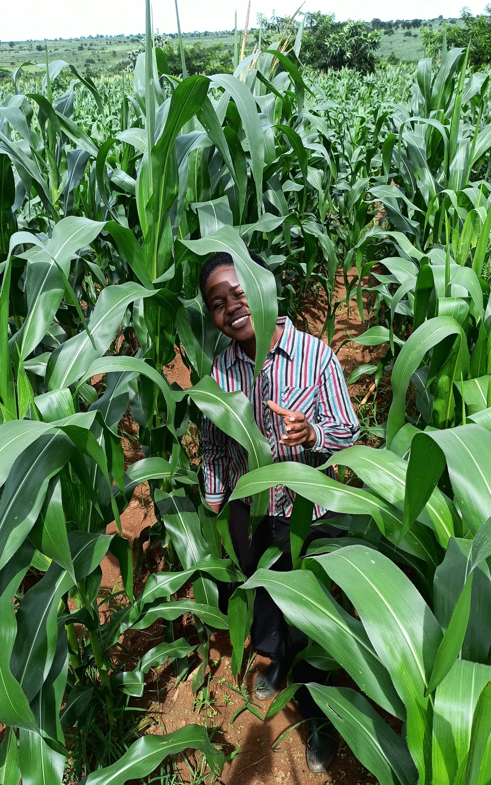 Farmer in maize field