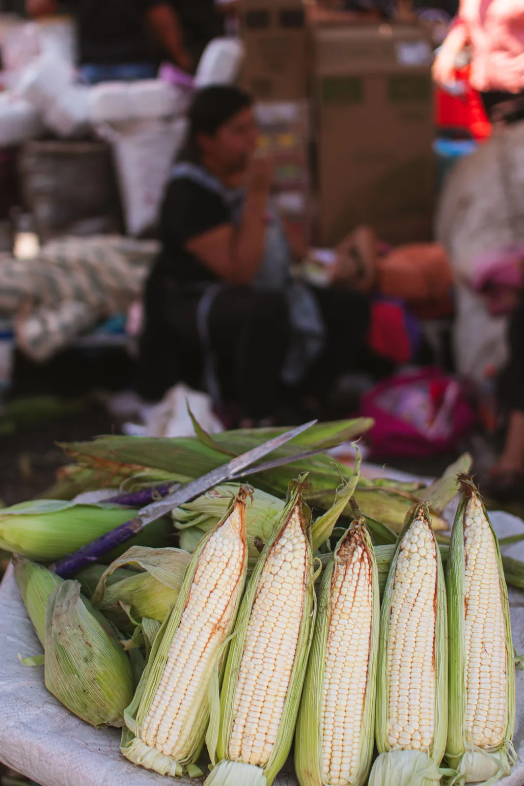 Maize harvest