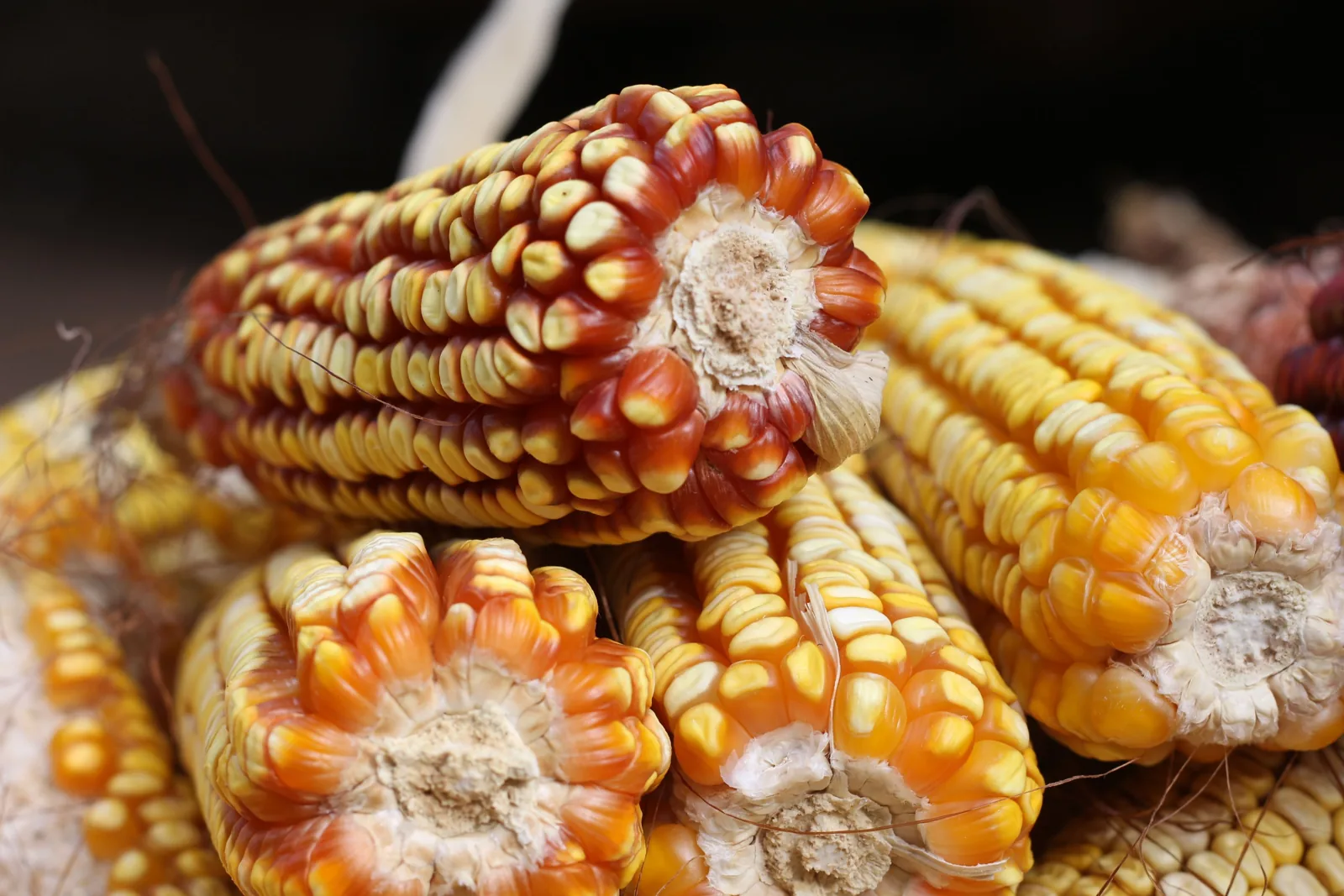 Maize cobs