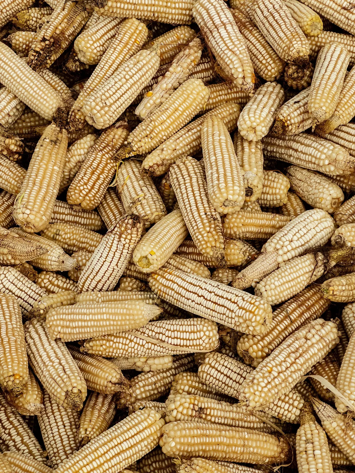 Maize field