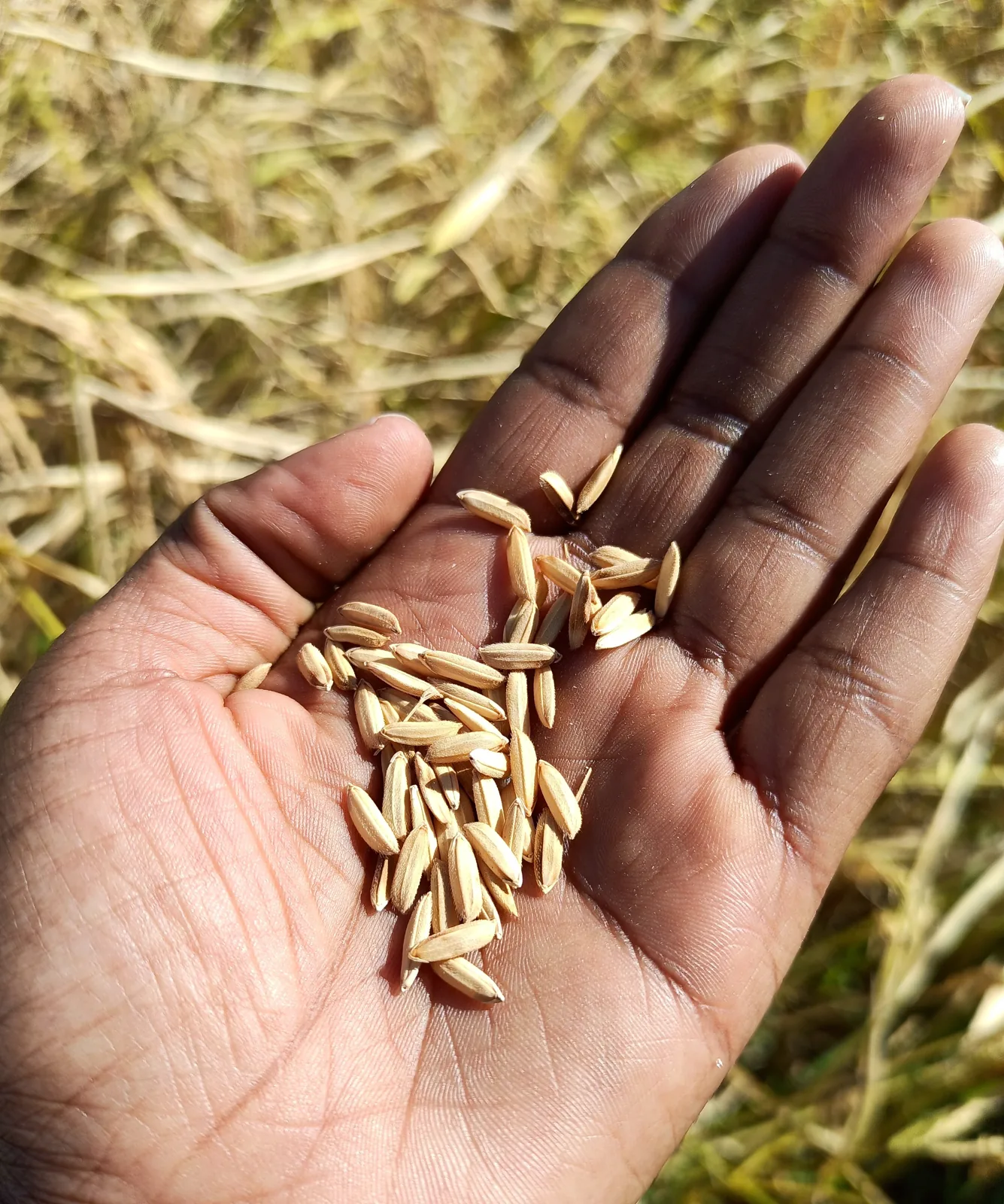 Rice grains