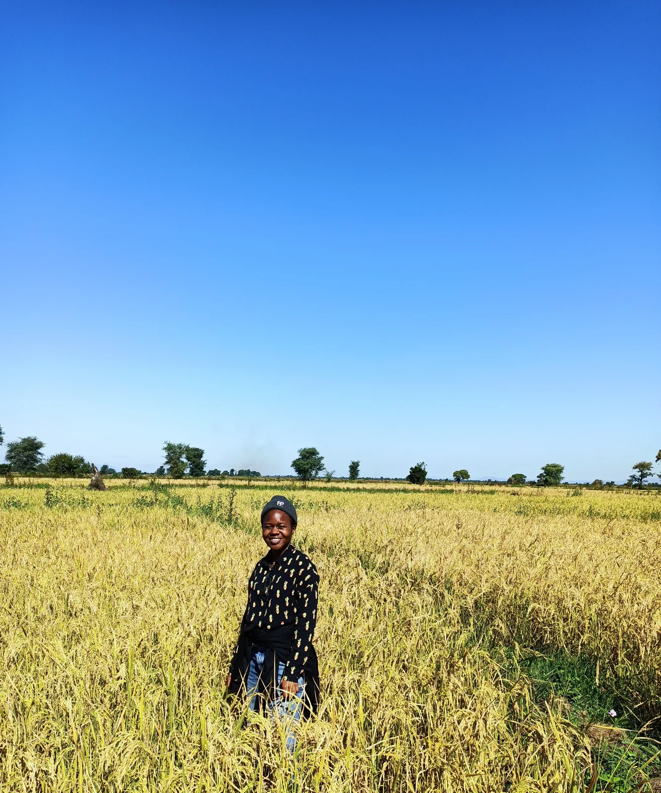 Rice field